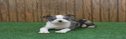 Boston Terrier dogs for sale: Bluebell - Ad 3