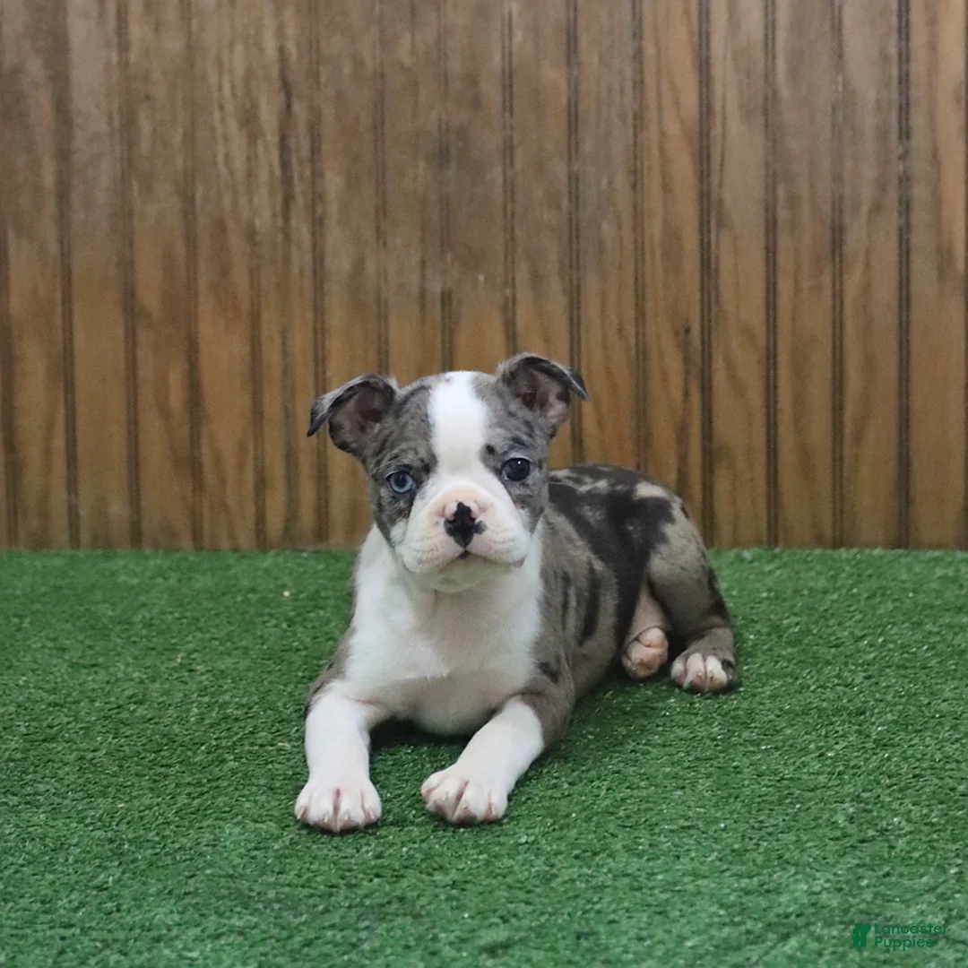 Boston Terrier dogs for sale: Bluebell - Ad 3