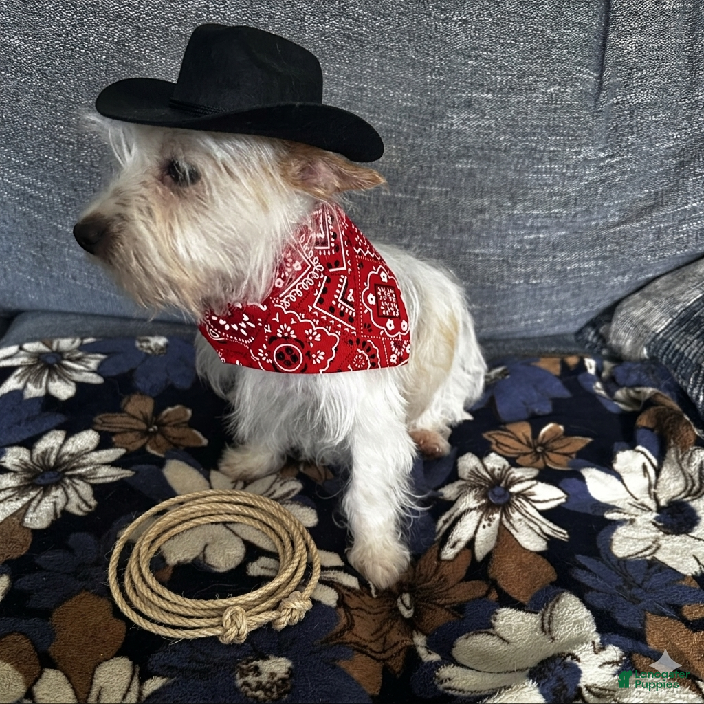 Yorkshire Terrier dogs AKC Glacierpaw - Ad 1