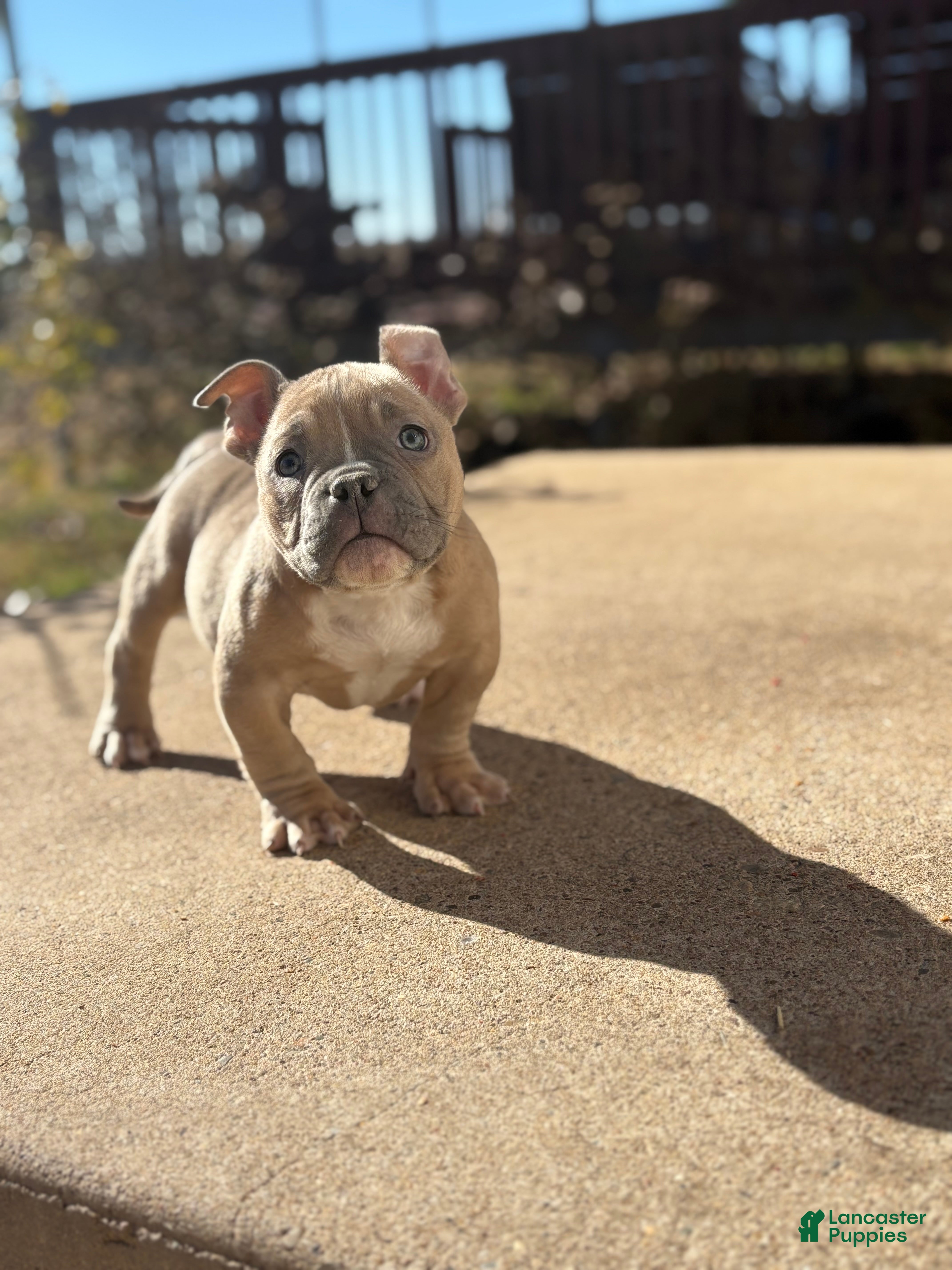 American Bully dogs American Bully Puppy 3 - Ad 41