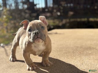 American Bully dogs American Bully Puppy 3 - Ad 2