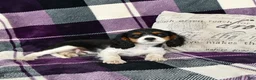 Cavalier King Charles Spaniel dogs for sale: Oliver - Ad 5