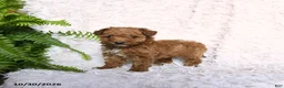 Toy Poodle dogs for sale: Paprika - Ad 4
