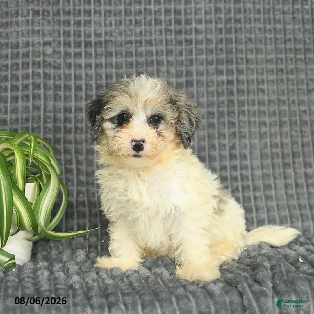 Maltipoo dogs for sale: Brynn  - Ad 3