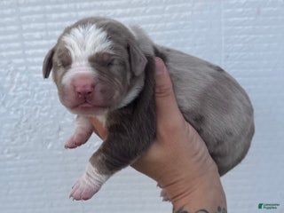 Catahoula Leopard Dog dogs Catahoula Leopard Dog Puppy 5 - Ad 3