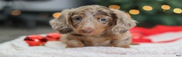 Miniature Dachshund dogs for sale: Buddy - Ad 4