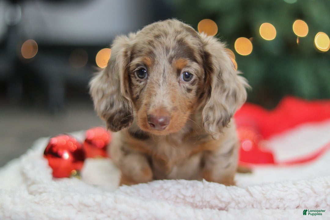 Miniature Dachshund dogs for sale: Buddy - Ad 4