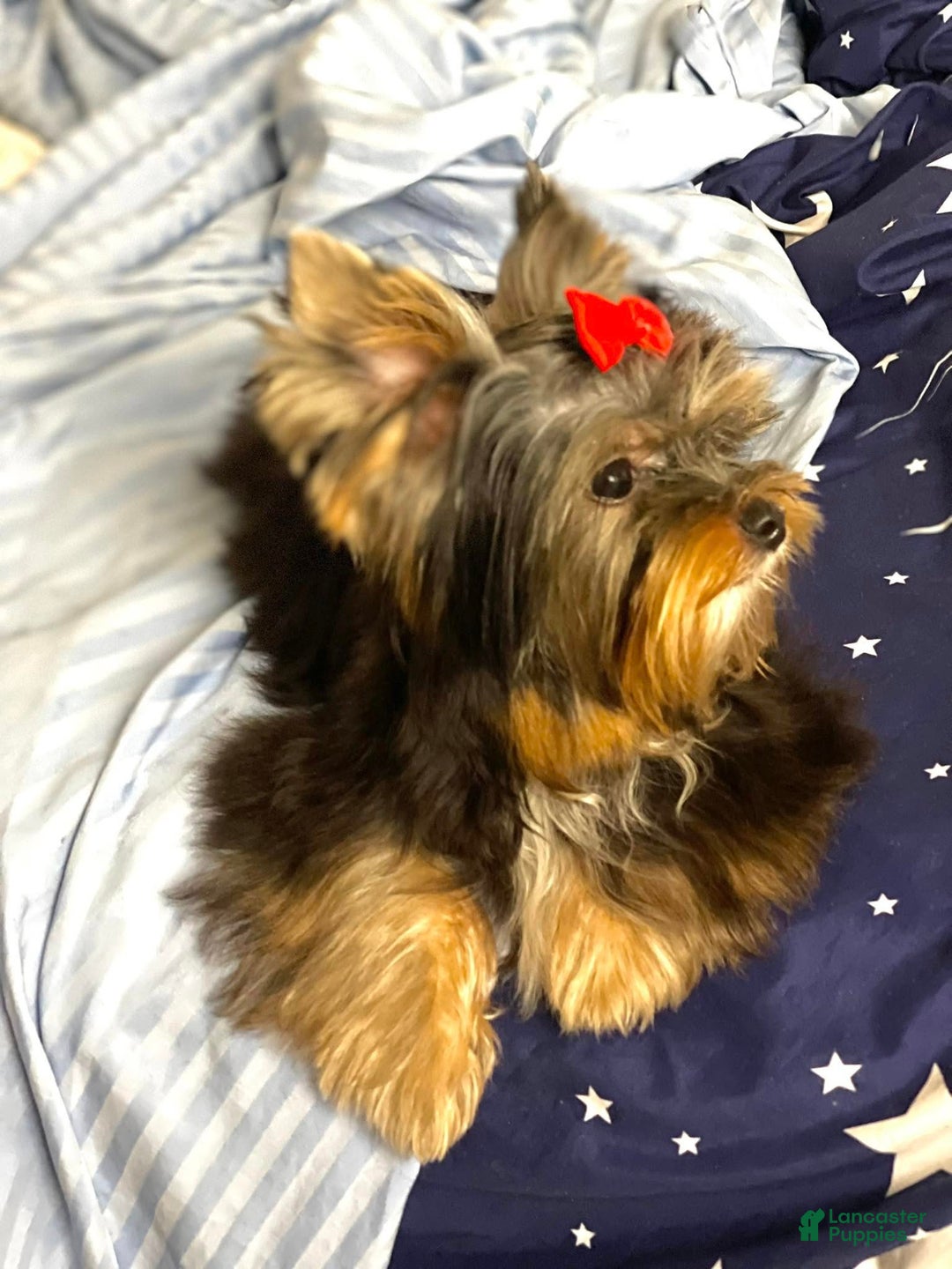 Yorkshire Terrier dogs for sale: Yorkshire Terrier Puppy 2 - Ad 7