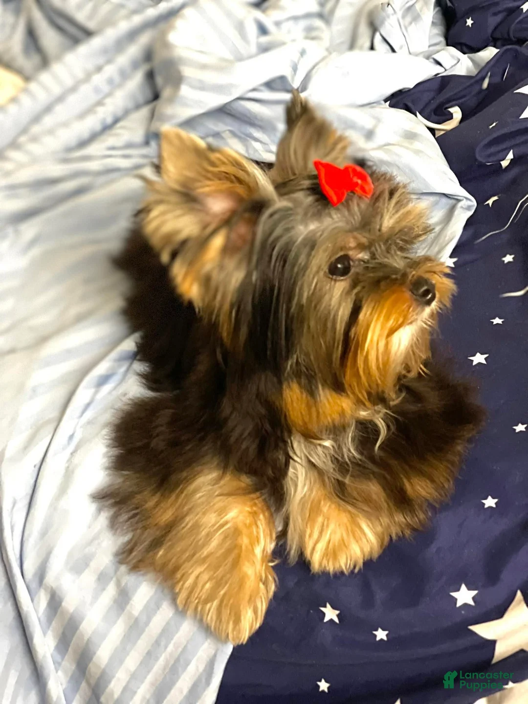 Yorkshire Terrier dogs for sale: Yorkshire Terrier Puppy 1 - Ad 9