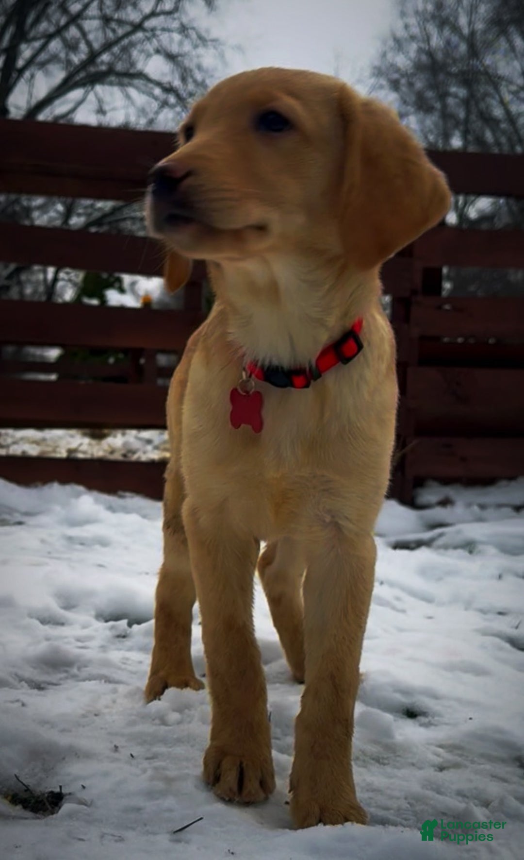 Labrador Retriever dogs for sale: Labrador Retriever Puppy 1 - Ad 10