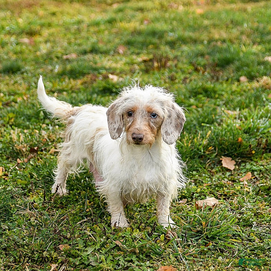 Miniature Dachshund dogs for sale: Blaze - Ad 4