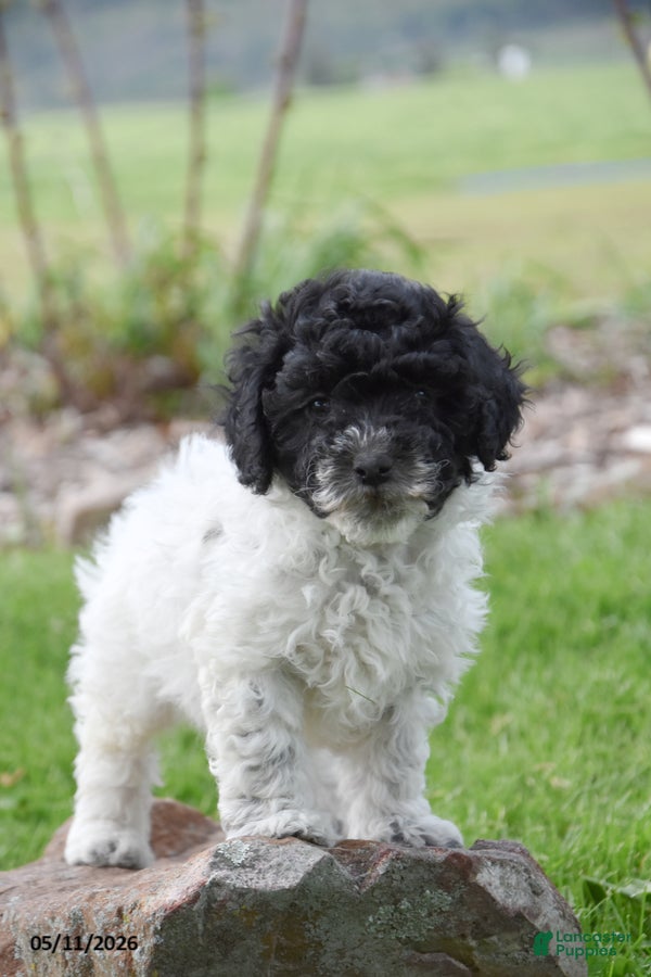Miniature Poodle dogs Cookie - Ad 2