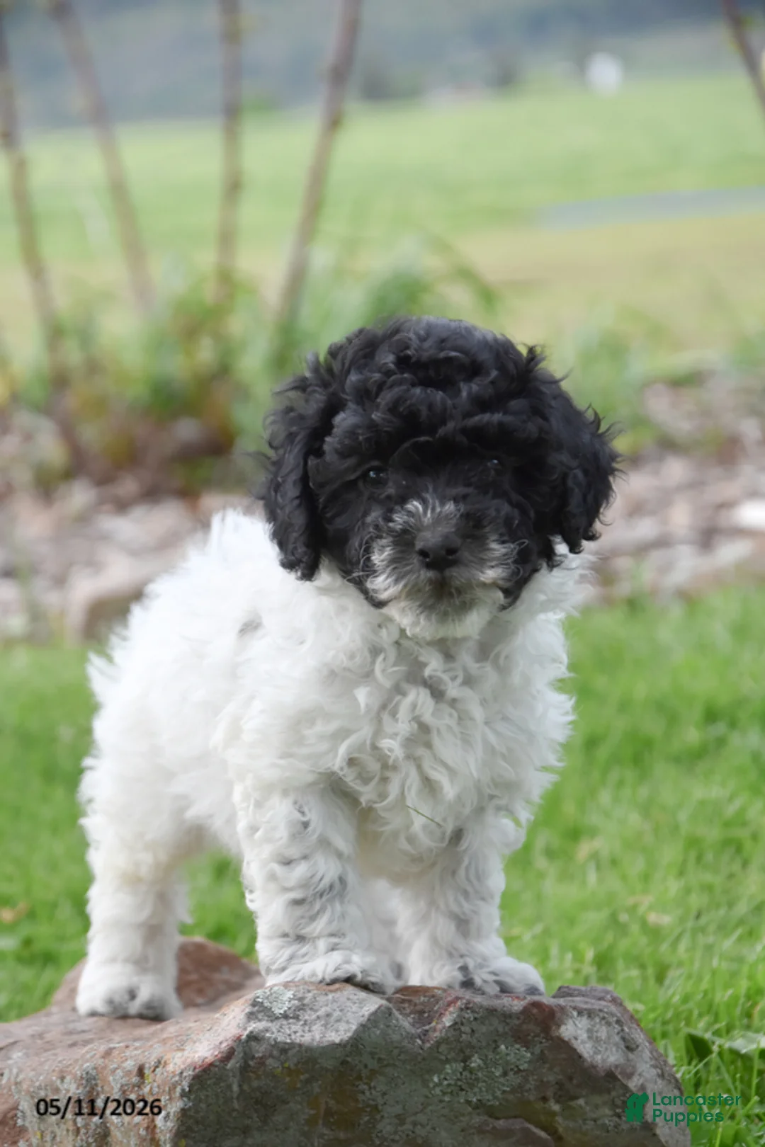 Miniature Poodle dogs for sale: Cookie - Ad 2