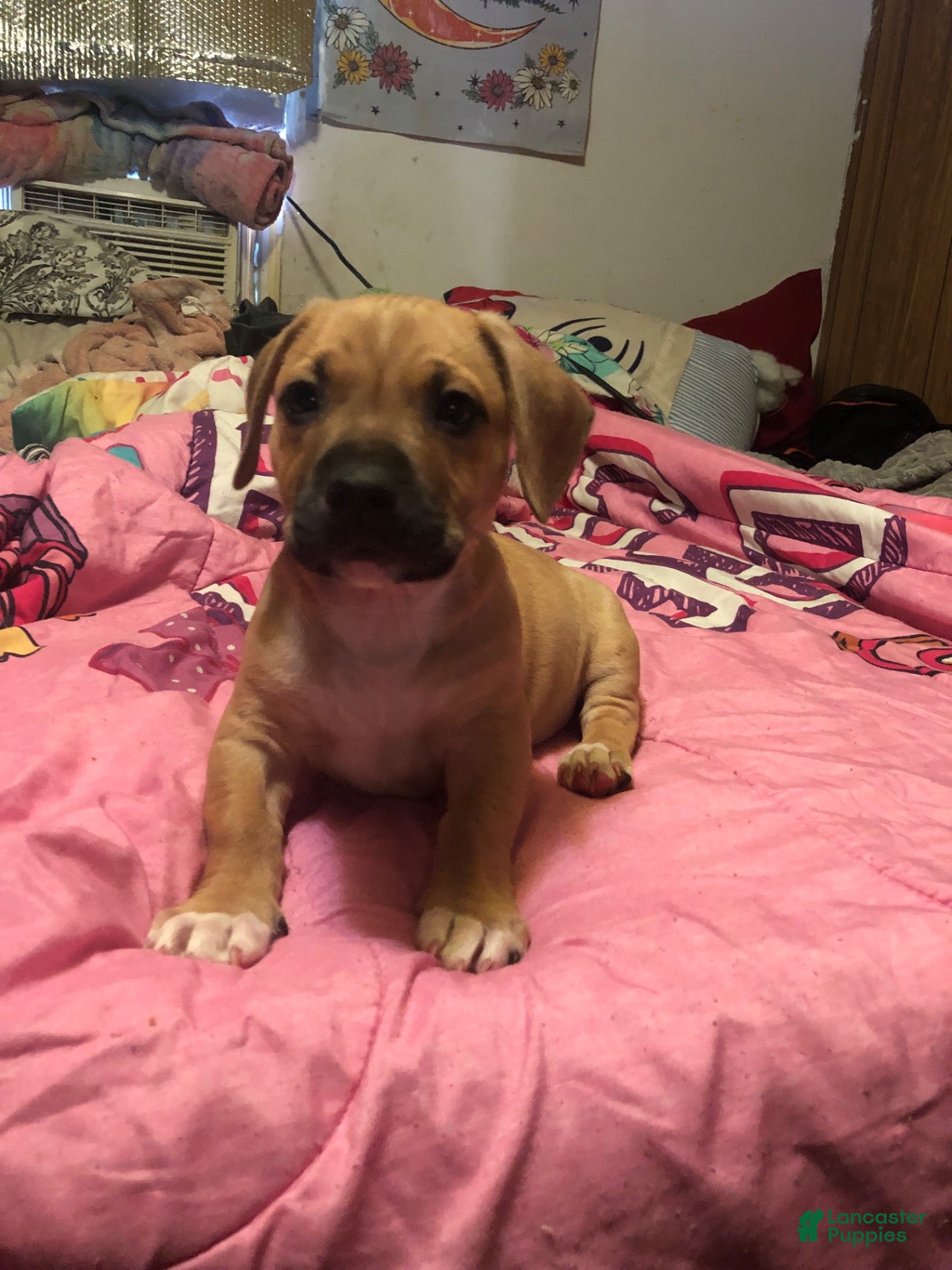 Mixed Breed dogs for sale: Pit wennie - Ad 2