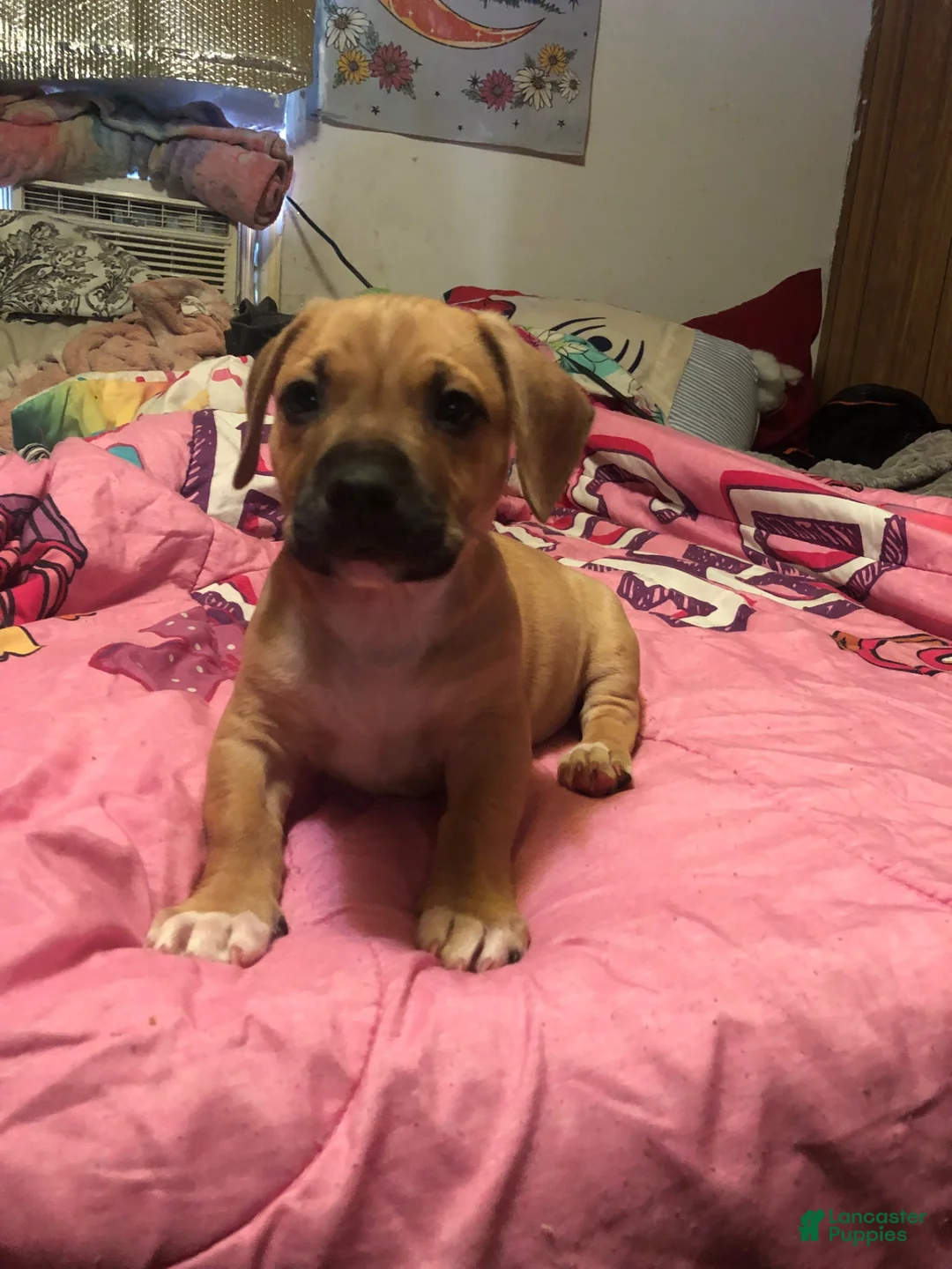 Mixed Breed dogs for sale: Pit wennie - Ad 1