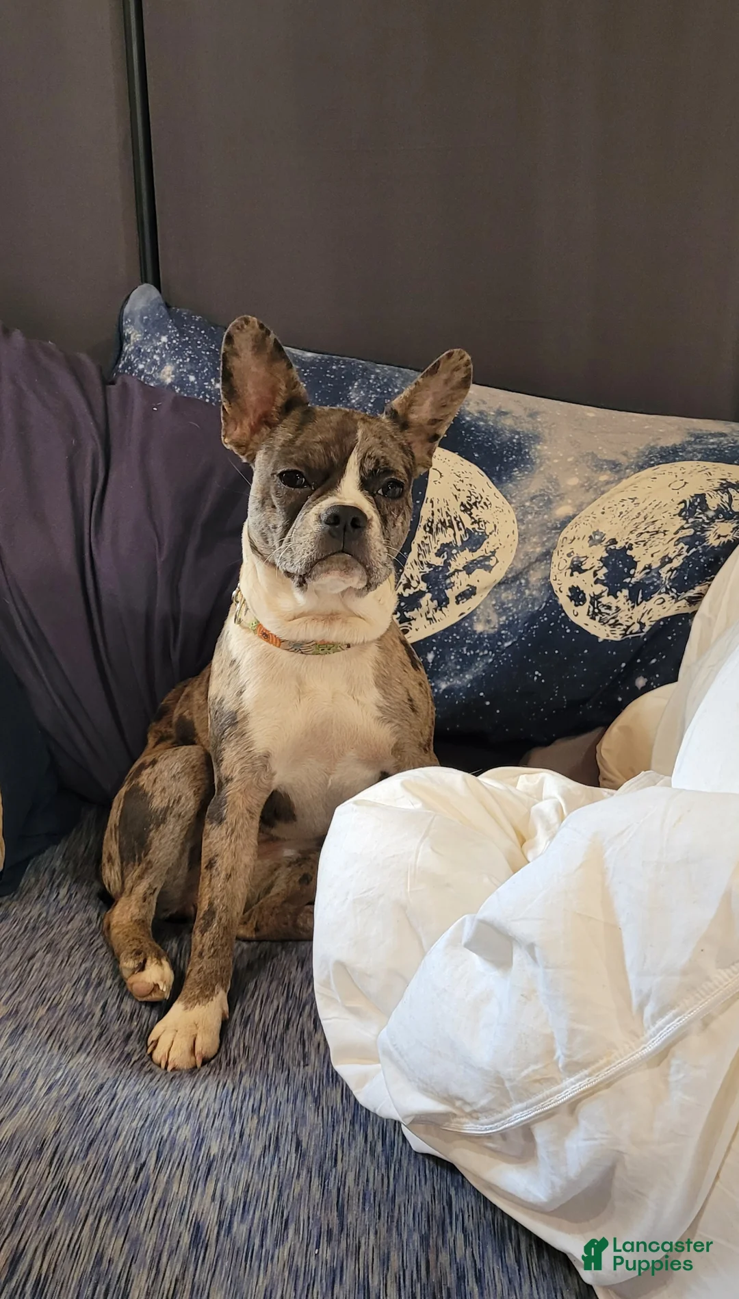 Frenchton dogs for sale: Oli Pop - Ad 7