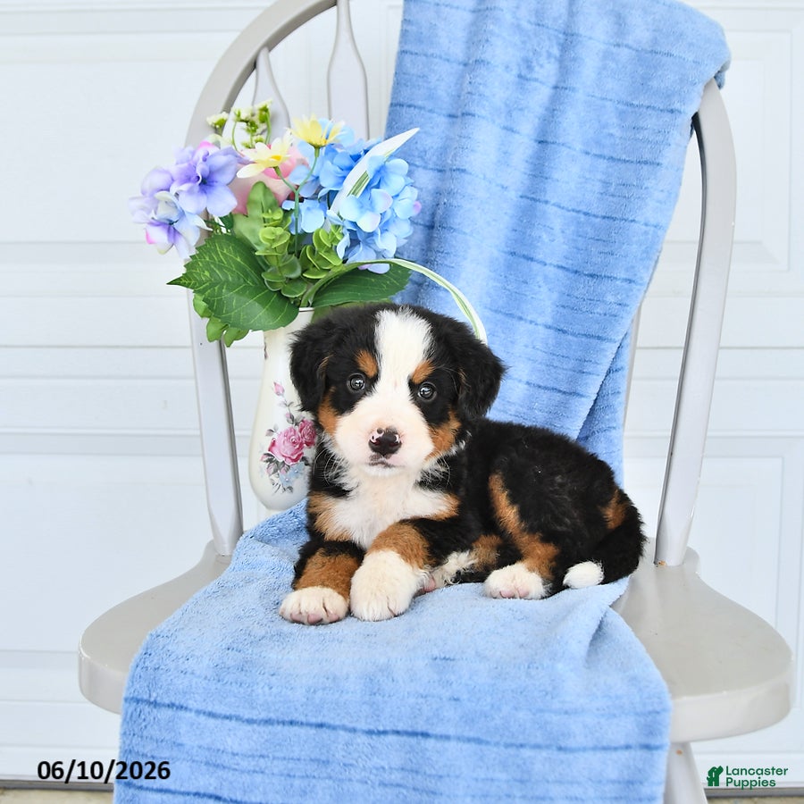 Bernese Mountain Dog dogs Mahala - Ad 1
