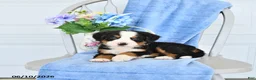 Bernese Mountain Dog dogs for sale: Mahala - Ad 1