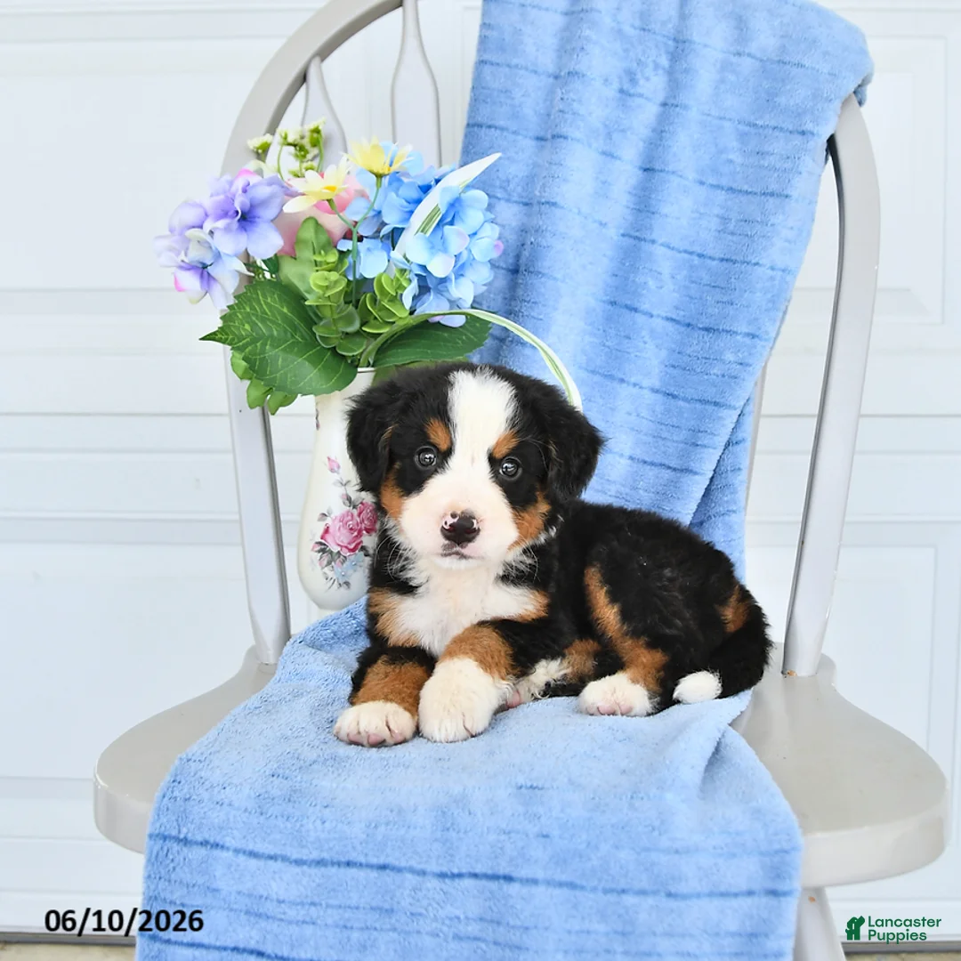 Bernese Mountain Dog dogs for sale: Mahala - Ad 1