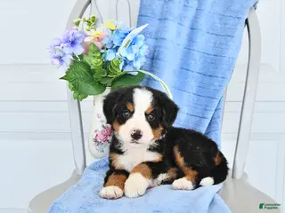 Bernese Mountain Dog dogs for sale: Mahala - Ad 1