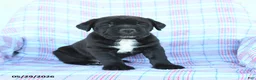Cane Corso dogs for sale: Stanley - Ad 4