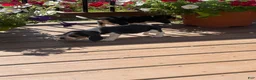 Beagle dogs for sale: Beagle 2 - Ad 5