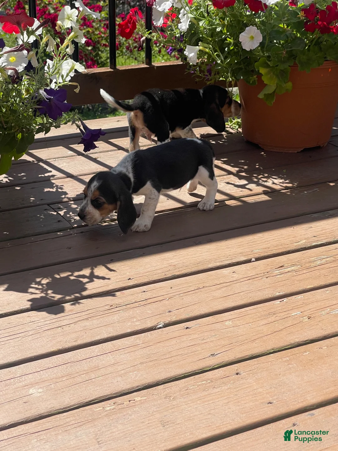 Beagle dogs for sale: Beagle 2 - Ad 5
