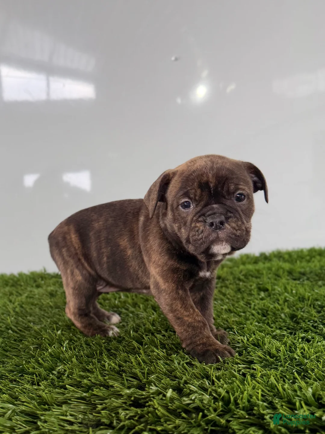 Olde English Bulldogge dogs for sale: Taryn - Ad 4