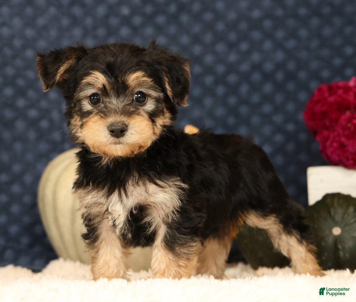 Yochon dogs for sale: Thomas - Ad 1