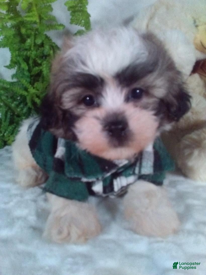 Teddy Bear dogs Chewy - Ad 2