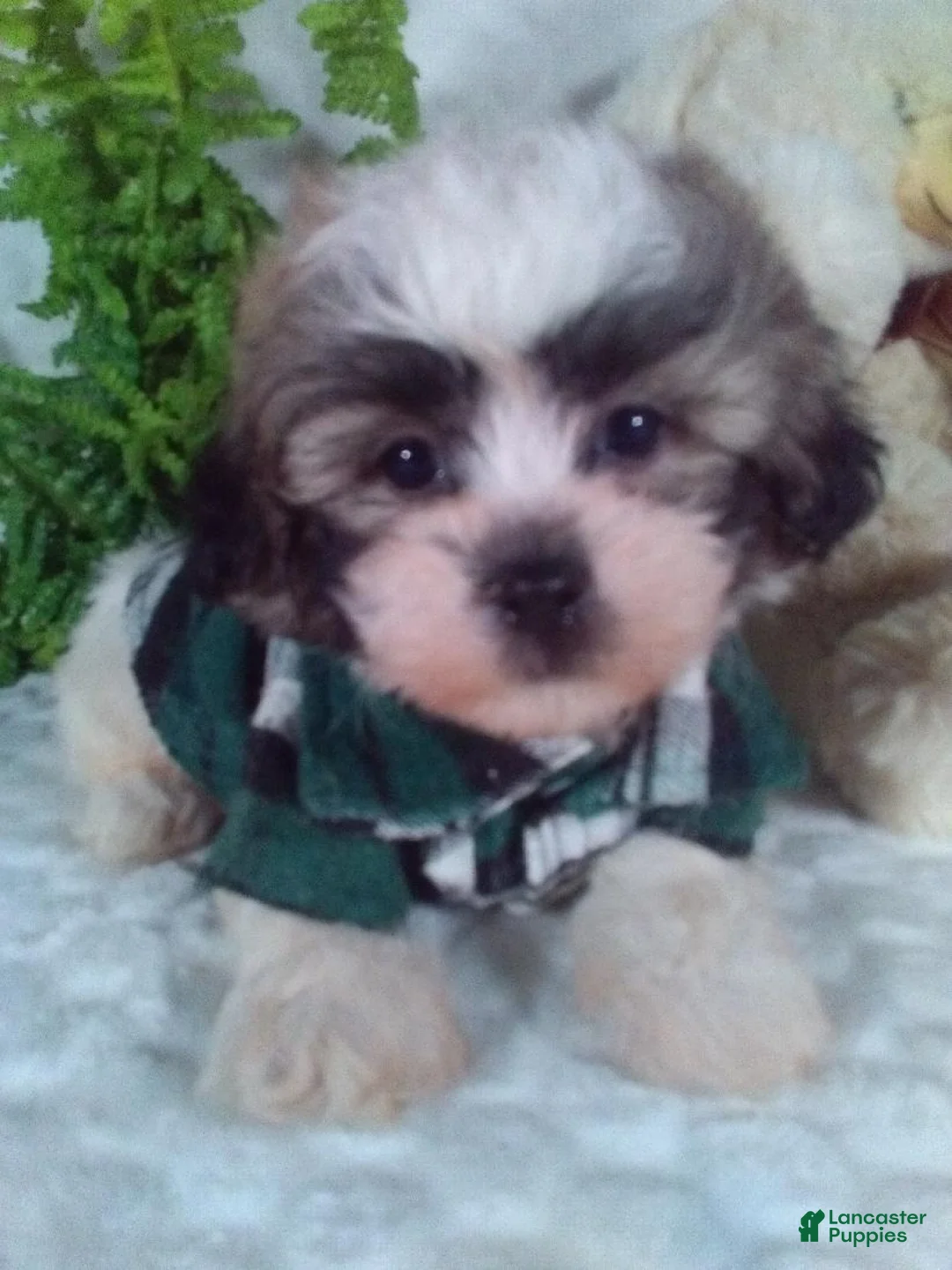 Teddy Bear dogs for sale: Chewy - Ad 2