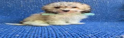Morkie dogs for sale: Weslee - Ad 1
