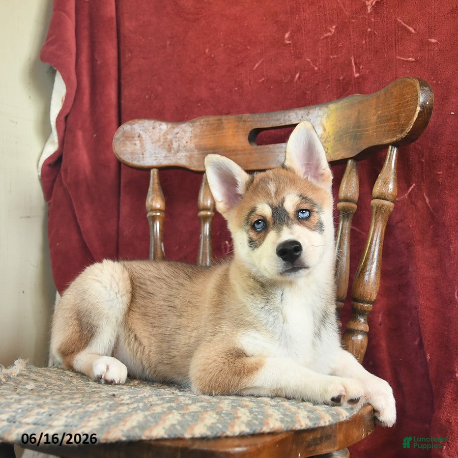 Alaskan Klee Kai dogs Denny - Ad 1