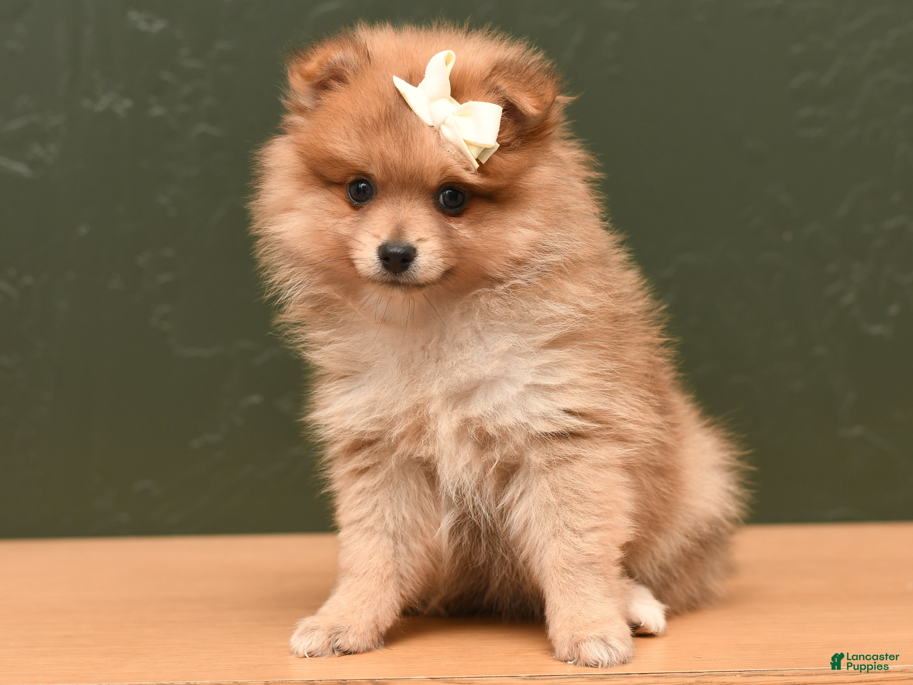 Pomeranian dogs Jill  - Ad 1