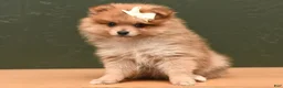 Pomeranian dogs for sale: Jill  - Ad 1