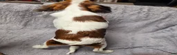 Cavalier King Charles Spaniel dogs for sale: Cavalier King Charles Spaniel 3 - Ad 9