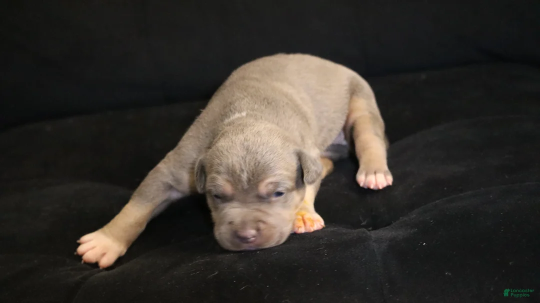 American Bully dogs for sale: Mr.Vegas - Ad 1