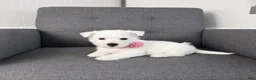 West Highland Terrier dogs for sale: Zoey - Ad 3