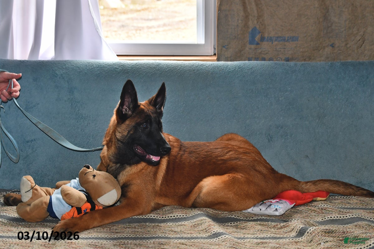 Belgian Malinois dogs Bruno - Ad 1