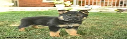 German Shepherd dogs for sale: Tank  - Ad 4