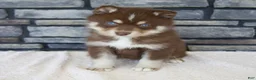 Pomsky dogs for sale: Rusty - Ad 5