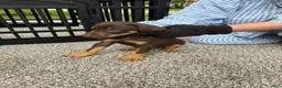 Doberman Pinscher dogs for sale: Tank - Ad 7