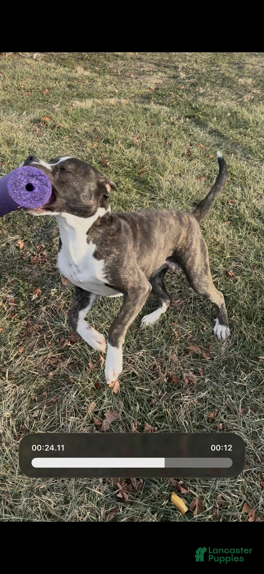 Mixed Breed dogs for sale: Johnna  - Ad 19