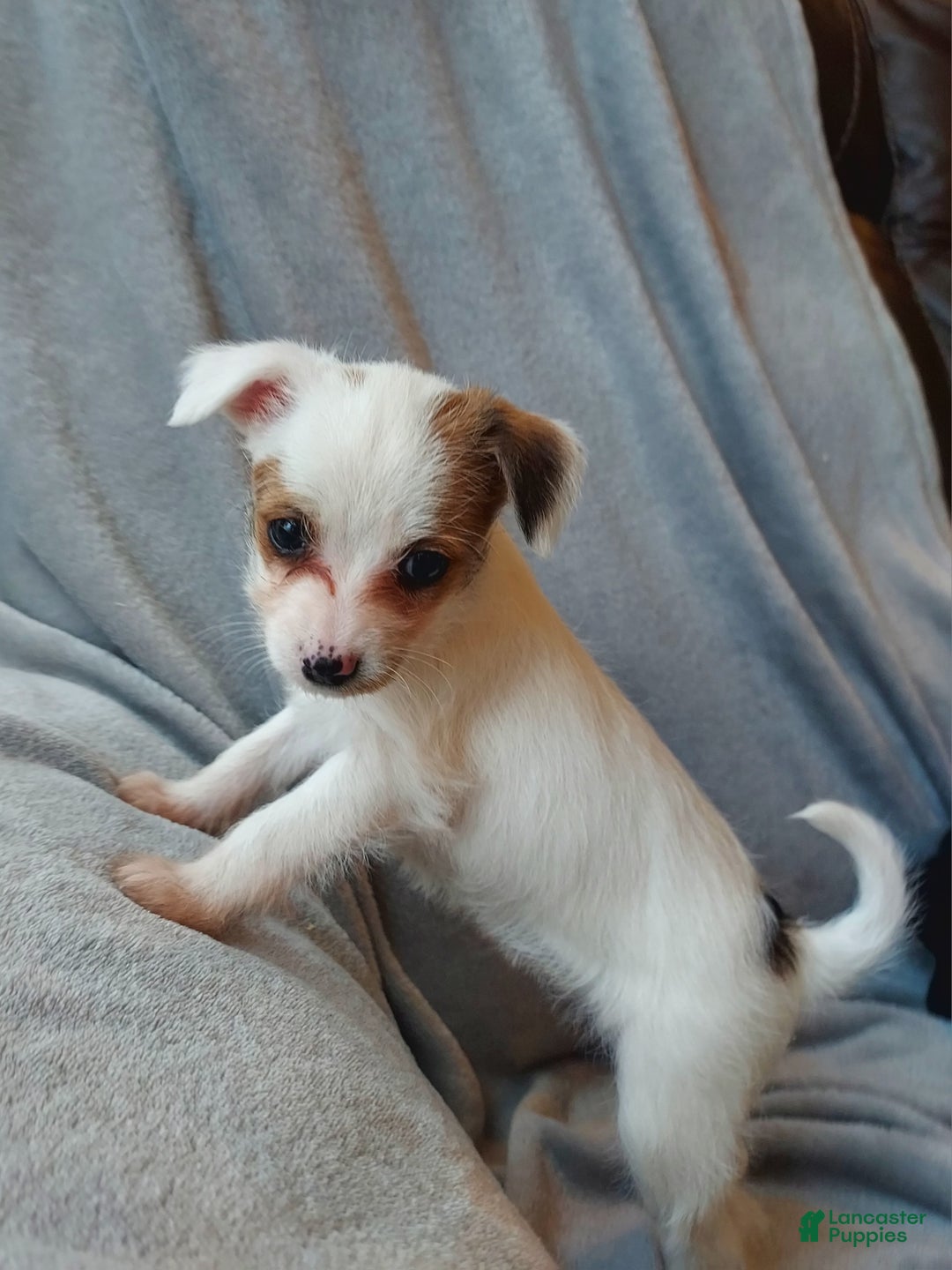 Jackapoo dogs for sale: Kenzie - Ad 4