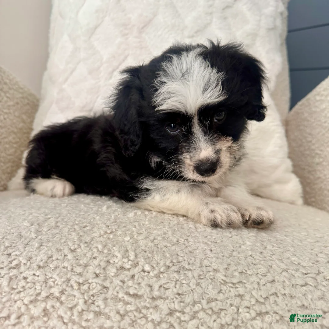 Mini Aussiedoodle dogs for sale: Alan - Ad 2