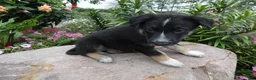 German Shepherd dogs for sale: German Shepherd Leo 6 - Ad 2