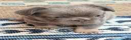 French Bulldog dogs for sale: French Bulldog 3 - Ad 3