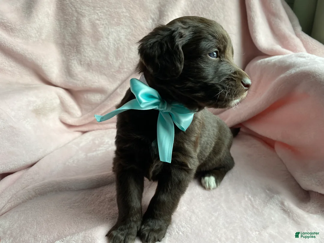 Mixed Breed dogs for sale: Timber - Ad 3