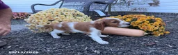 Welsh Springer Spaniel dogs for sale: Lance - Ad 7