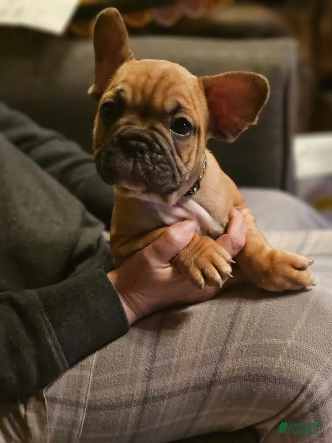 French Bulldog dogs for sale: Tank - Ad 2